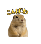 リチャードソンジリス1（個別スタンプ：40）