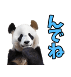 秋田弁☆パンダ（個別スタンプ：3）