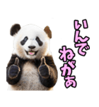 秋田弁☆パンダ（個別スタンプ：5）