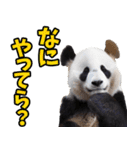 秋田弁☆パンダ（個別スタンプ：8）