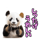 秋田弁☆パンダ（個別スタンプ：10）