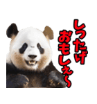 秋田弁☆パンダ（個別スタンプ：11）