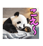 秋田弁☆パンダ（個別スタンプ：16）