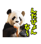 秋田弁☆パンダ（個別スタンプ：18）