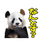 秋田弁☆パンダ（個別スタンプ：21）