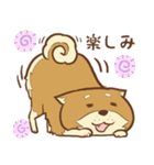 柴犬ちゃんの日常（個別スタンプ：24）
