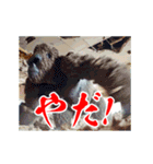 めちゃくちゃ怒ってるゴリラ（個別スタンプ：3）