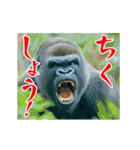 めちゃくちゃ怒ってるゴリラ（個別スタンプ：5）