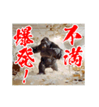 めちゃくちゃ怒ってるゴリラ（個別スタンプ：9）