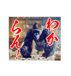 めちゃくちゃ怒ってるゴリラ（個別スタンプ：12）