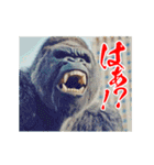 めちゃくちゃ怒ってるゴリラ（個別スタンプ：18）