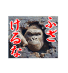 めちゃくちゃ怒ってるゴリラ（個別スタンプ：24）
