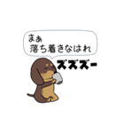 極・激しく尻尾をふるダックス 2（個別スタンプ：11）