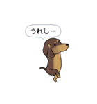 極・激しく尻尾をふるダックス 2（個別スタンプ：17）
