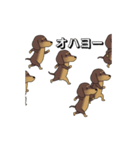 極・激しく尻尾をふるダックス 2（個別スタンプ：21）