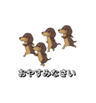 極・激しく尻尾をふるダックス 2（個別スタンプ：24）