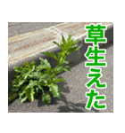 雑草による雑草魂！！（個別スタンプ：1）