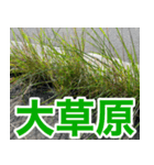 雑草による雑草魂！！（個別スタンプ：2）