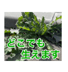 雑草による雑草魂！！（個別スタンプ：3）
