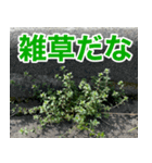 雑草による雑草魂！！（個別スタンプ：4）