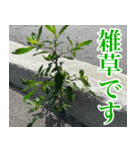 雑草による雑草魂！！（個別スタンプ：5）
