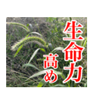 雑草による雑草魂！！（個別スタンプ：6）