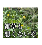 雑草による雑草魂！！（個別スタンプ：7）