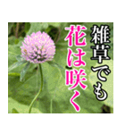 雑草による雑草魂！！（個別スタンプ：8）