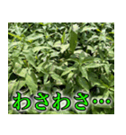 雑草による雑草魂！！（個別スタンプ：9）