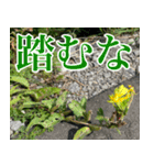 雑草による雑草魂！！（個別スタンプ：10）