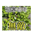 雑草による雑草魂！！（個別スタンプ：11）