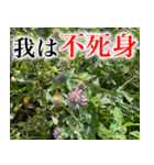 雑草による雑草魂！！（個別スタンプ：12）