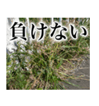 雑草による雑草魂！！（個別スタンプ：13）