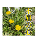 雑草による雑草魂！！（個別スタンプ：14）