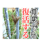 雑草による雑草魂！！（個別スタンプ：15）
