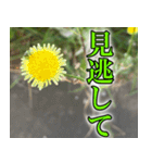 雑草による雑草魂！！（個別スタンプ：16）