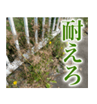 雑草による雑草魂！！（個別スタンプ：17）