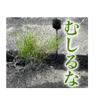 雑草による雑草魂！！（個別スタンプ：18）