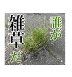 雑草による雑草魂！！（個別スタンプ：19）