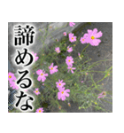 雑草による雑草魂！！（個別スタンプ：20）