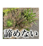 雑草による雑草魂！！（個別スタンプ：21）