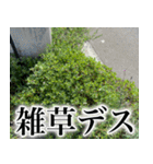 雑草による雑草魂！！（個別スタンプ：22）