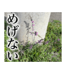 雑草による雑草魂！！（個別スタンプ：23）