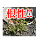 雑草による雑草魂！！（個別スタンプ：24）