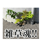 雑草による雑草魂！！（個別スタンプ：26）