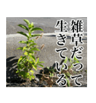 雑草による雑草魂！！（個別スタンプ：27）