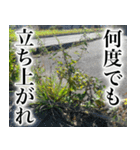 雑草による雑草魂！！（個別スタンプ：28）