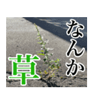 雑草による雑草魂！！（個別スタンプ：29）