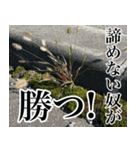 雑草による雑草魂！！（個別スタンプ：30）