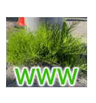 雑草による雑草魂！！（個別スタンプ：32）